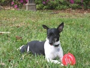 Rooster in the backyard--back when we had grass